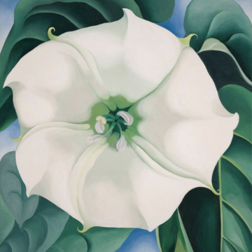 Large white flower dominant in center of canvas. Green leaves surrounding flower. Floating in a blue sky background.